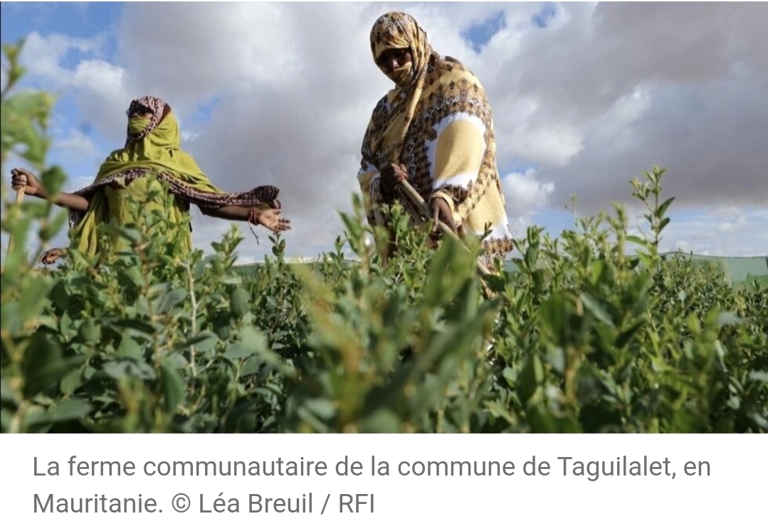 Mauritanie à Taguilalet, une ferme communautaire pour relancer le